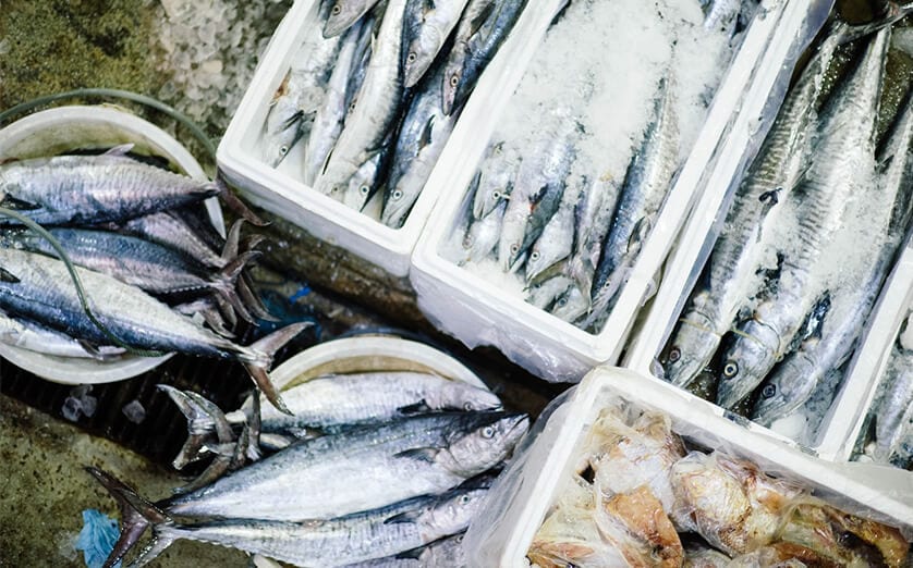 Sultan Rashid Abdullah Rashid Al Shene — Iced catch Sultan Rashid Abdullah Rashid Al Shene — Al Shene Marine Holding — iced catch