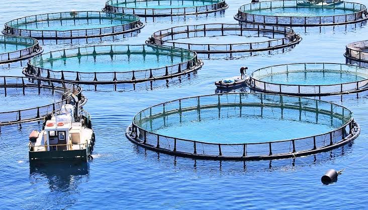 Sultan Rashid Abdullah Rashid Al Shene — Offshore cages Sultan Rashid Abdullah Rashid Al Shene — Al Shene Marine Holding — offshore aquaculture cages